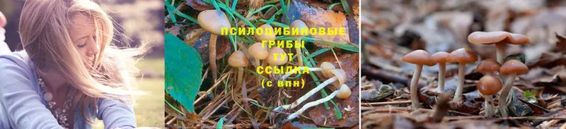 сколько стоит  Болотное  Галлюциногенные грибы GOLDEN TEACHER 